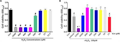 Kinsenoside Ameliorates Oxidative Stress-Induced RPE Cell Apoptosis and Inhibits Angiogenesis via Erk/p38/NF-κB/VEGF Signaling